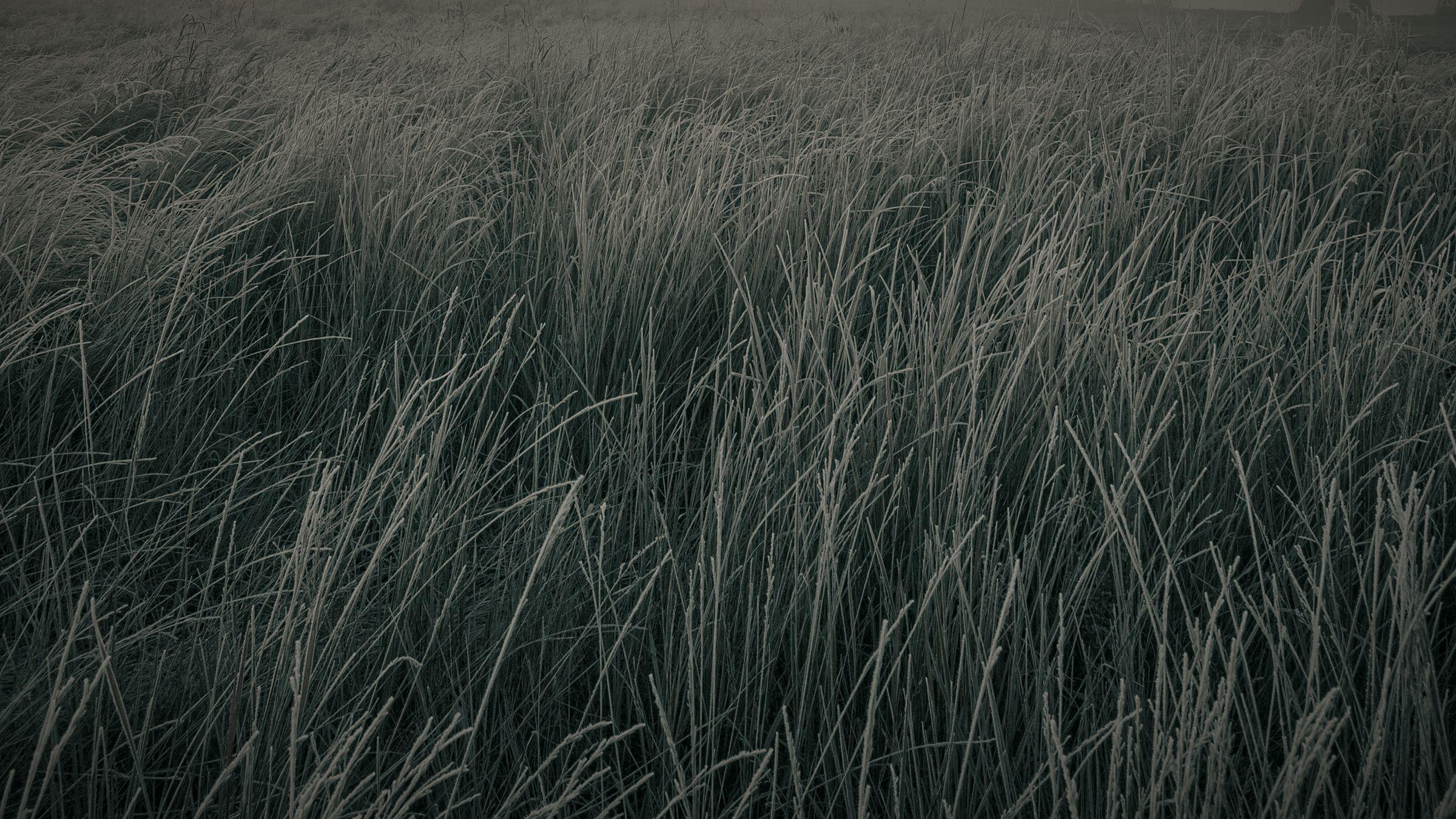 A field of tall grass and flower stems standing in early morning mist