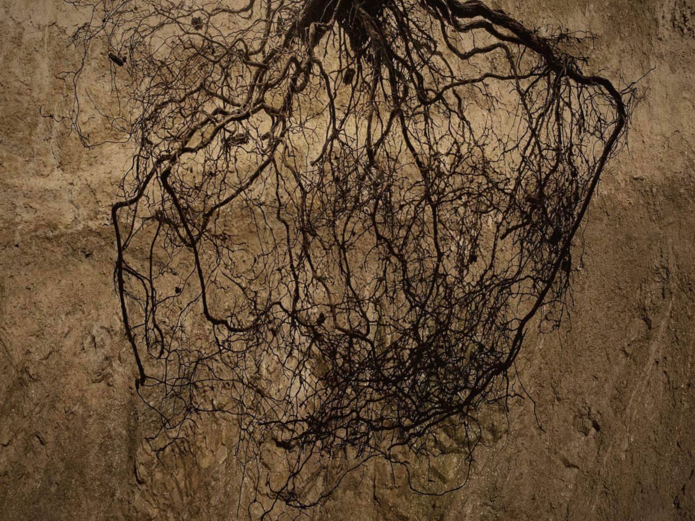 A tree's root system exposed in a cut bank of soil