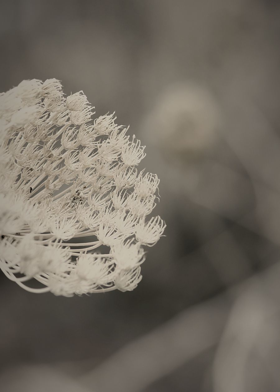 A dried seed head still standing on its stem